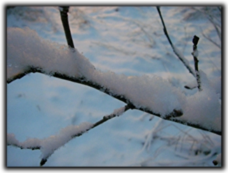 Halt under snön