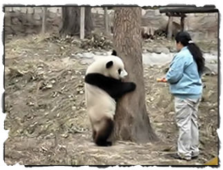  Der panda 