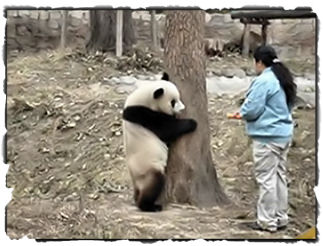 Der panda