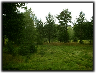Sommarregn