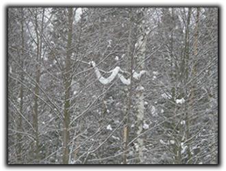 Snöorm