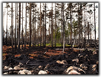 Skogsbrand i finnmarken