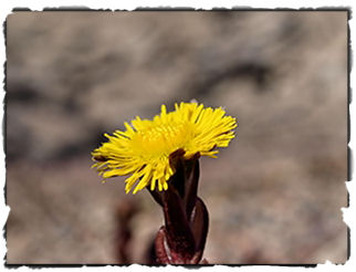 Tussilagos