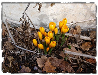Årets första blommor
