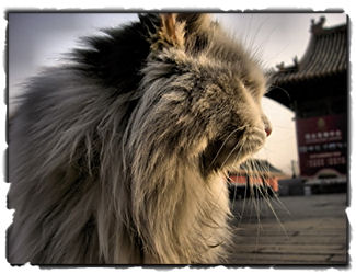 Kina 2008