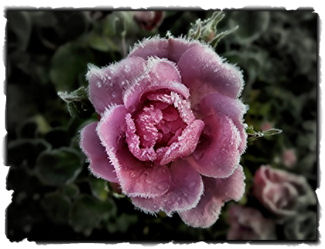Frost