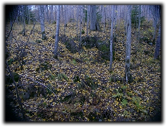 Slänt i höstskrud