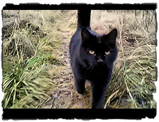 The cat