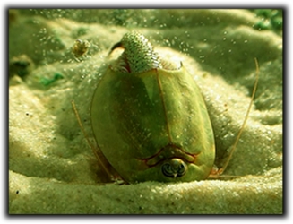  Triops 