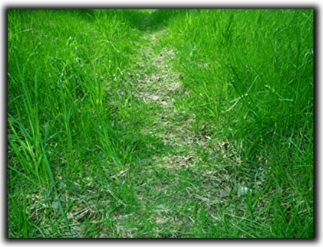 Trail of death