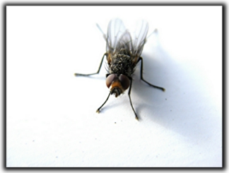 The fly
